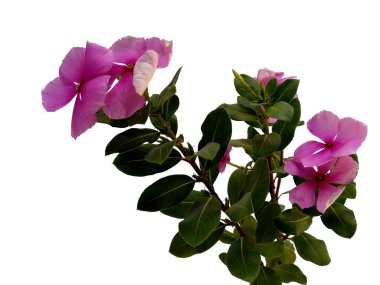 Vinca ya da Madagaskar menekşe çiçeği beyaz arka planda izole edilmiş. Çiçek çerçevesi veya diğer süslemeler için gül yaşlı hizmetçi veya Cayenne yasemin çiçeği