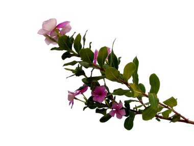 Vinca ya da Madagaskar menekşe çiçeği beyaz arka planda izole edilmiş. Çiçek çerçevesi veya diğer süslemeler için gül yaşlı hizmetçi veya Cayenne yasemin çiçeği