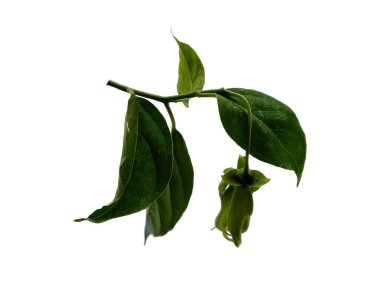 Beyaz arka planda ylang-ylang yaprağı. Çiçekli ağaç. Bitkinin adı Cananga odorata.