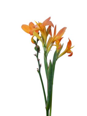 Beyaz arka planda izole edilmiş İndika çiçeği olamaz. Çiçek çerçevesi veya diğer süslemeler için çiçek