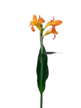 Beyaz arka planda izole edilmiş İndika çiçeği olamaz. Çiçek çerçevesi veya diğer süslemeler için çiçek