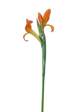 Beyaz arka planda izole edilmiş İndika çiçeği olamaz. Çiçek çerçevesi veya diğer süslemeler için çiçek