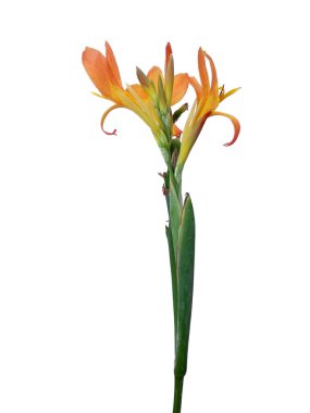 Beyaz arka planda izole edilmiş İndika çiçeği olamaz. Çiçek çerçevesi veya diğer süslemeler için çiçek