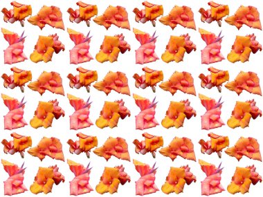 Güzel çiçek ya da güzel çiçek arkaplanı. Çiçek desenli doku. Çiçek deseni. Çiçek deseni