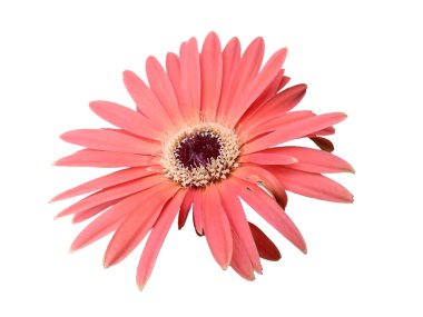 Güzel çiçek ya da güzel çiçek arkaplanı. Çiçekler beyaz arkaplanda izole edilmiş. Çiçek desenli doku. Çiçek deseni. Çiçek deseni