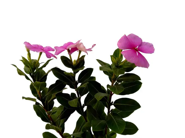 stock image Vinca or Madagascar periwinkle flower isolated on white background. Rose old maid or Cayenne jasmine flower for flower frame or other decoration