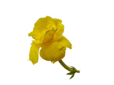 Çiçek çerçevesi ya da diğer süslemeler için sarı çiçek. Beyaz arkaplanda izole edilmiş Allamanda katarka çiçeği