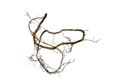 Ağaç kökü beyaz arkaplanda izole edilmiş. Beyaz arkaplanda bitki kökü