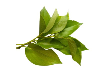 Beyaz arkaplanda yeşil betel yaprağı var. Yeşil yapraklı arka plan. Kalp şeklinde yeşil yapraklar