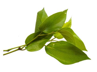 Beyaz arkaplanda yeşil betel yaprağı var. Yeşil yapraklı arka plan. Kalp şeklinde yeşil yapraklar