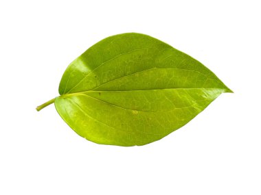 Beyaz arkaplanda yeşil betel yaprağı var. Yeşil yapraklı arka plan. Kalp şeklinde yeşil yapraklar