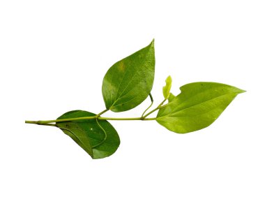 Beyaz arkaplanda yeşil betel yaprağı var. Yeşil yapraklı arka plan. Kalp şeklinde yeşil yapraklar