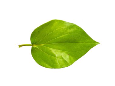 Beyaz arkaplanda yeşil betel yaprağı var. Yeşil yapraklı arka plan. Kalp şeklinde yeşil yapraklar