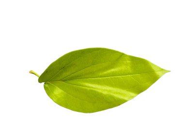 Beyaz arkaplanda yeşil betel yaprağı var. Yeşil yapraklı arka plan. Kalp şeklinde yeşil yapraklar