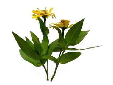 Çiçek çerçevesi ya da diğer süslemeler için sarı çiçek. Zinnia çiçeği beyaz arkaplanda izole