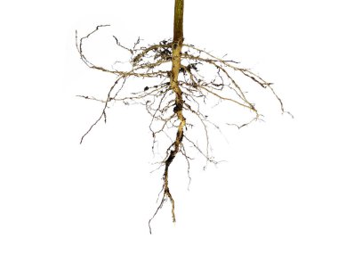 Ağaç kökü beyaz arkaplanda izole edilmiş. Beyaz arkaplanda bitki kökü