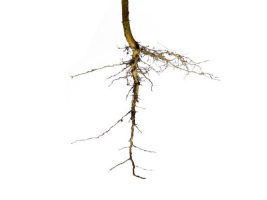 Ağaç kökü beyaz arkaplanda izole edilmiş. Beyaz arkaplanda bitki kökü