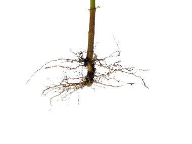 Ağaç kökü beyaz arkaplanda izole edilmiş. Beyaz arkaplanda bitki kökü