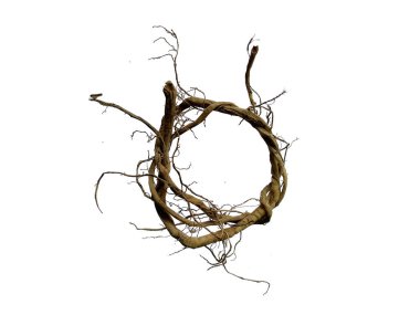 Ağaç kökü beyaz arkaplanda izole edilmiş. Beyaz arkaplanda bitki kökü