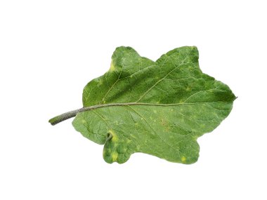 Beyaz arka planda patlıcan yaprağı ya da Solanum melongena yaprakları. Yeşil, sarı, oyuk ve yırtık yapraklı ağaç