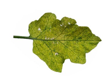 Beyaz arka planda patlıcan yaprağı ya da Solanum melongena yaprakları. Yeşil, sarı, oyuk ve yırtık yapraklı ağaç