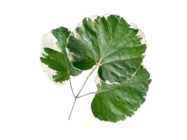 Polyscias scutellaria variegata leaf veya Polyscias balfouriana yaprakları beyaz arkaplanda. Yeşil ve beyaz yapraklı ağaç