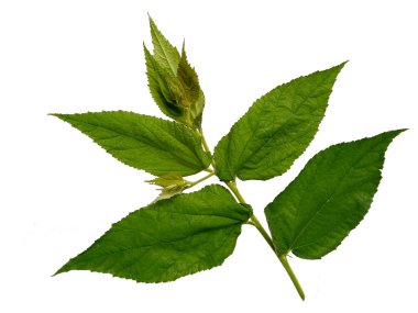 Muntingia calabura yaprağı ya da Kersen beyaz arka planda bırakır. Kırmızı yapraklı ağaç