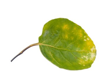 Polyscias Fabian yaprağı veya Araliaceae beyaz arka planda bırakır. Yeşil yapraklı ağaç