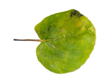 Polyscias Fabian yaprağı veya Araliaceae beyaz arka planda bırakır. Yeşil yapraklı ağaç