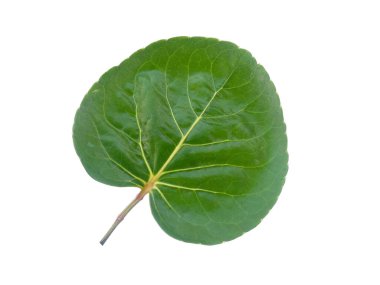 Polyscias Fabian yaprağı veya Araliaceae beyaz arka planda bırakır. Yeşil yapraklı ağaç