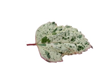 Beyaz arka planda Hibiscus yaprağı. Yeşil yapraklı ağaç. Bitkinin adı Rosemallows.