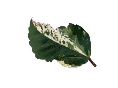 Beyaz arka planda Hibiscus yaprağı. Yeşil yapraklı ağaç. Bitkinin adı Rosemallows.