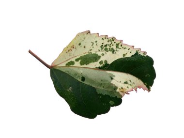 Beyaz arka planda Hibiscus yaprağı. Yeşil yapraklı ağaç. Bitkinin adı Rosemallows.