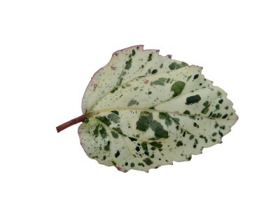 Beyaz arka planda Hibiscus yaprağı. Yeşil yapraklı ağaç. Bitkinin adı Rosemallows.