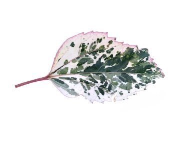 Beyaz arka planda Hibiscus yaprağı. Yeşil yapraklı ağaç. Bitkinin adı Rosemallows.