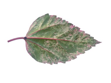 Beyaz arka planda Hibiscus yaprağı. Yeşil yapraklı ağaç. Bitkinin adı Rosemallows.