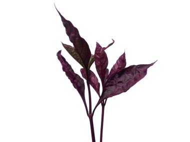 Beyaz arka planda kırmızı ya da yeşil yapraklar. Erpah yaprakları ya da kırmızı ıspanak yaprağı beyaz arkaplanda izole edilmiş.