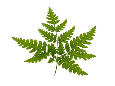 Yeşil yaprak dokusu. Beyaz arka planda yeşil yapraklar var. Yeşil yapraklı bitkiler. Yeşil yapraklı arka plan. ( Polypodiophyta )