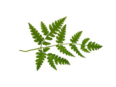 Yeşil yaprak dokusu. Beyaz arka planda yeşil yapraklar var. Yeşil yapraklı bitkiler. Yeşil yapraklı arka plan. ( Polypodiophyta )