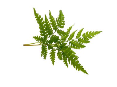 Yeşil yaprak dokusu. Beyaz arka planda yeşil yapraklar var. Yeşil yapraklı bitkiler. Yeşil yapraklı arka plan. ( Polypodiophyta )