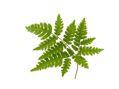 Green leaf texture. Green leaves isolated on white background. Plants with green leaves. Green leaf pattern background. ( Polypodiophyta ) clipart