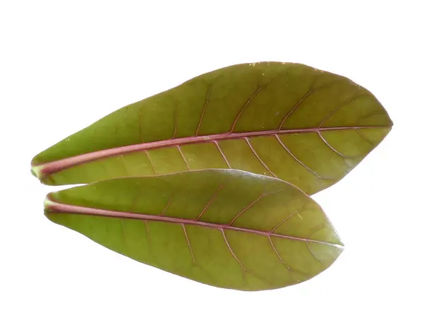 stock image Sea almond leaves or terminalia catappa leaf Isolated on white background. Brown leaf or Brown leaves on white background