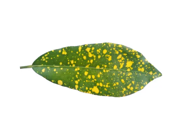 stock image Puring leaf or Puring Bintik Kuning leaves on white background. Tree with red leaves