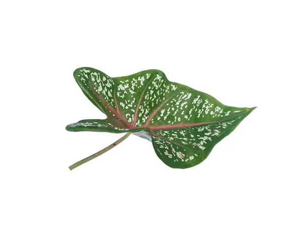 stock image Caladium red star leaf or Keladi hias leaves on white background. Tree with red leaves