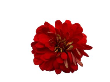 Gerbera çiçeği beyaz arka planda izole edilmiş. Çiçek çerçevesi veya diğer süslemeler için kırmızı çiçek (Gerbera papatyası )