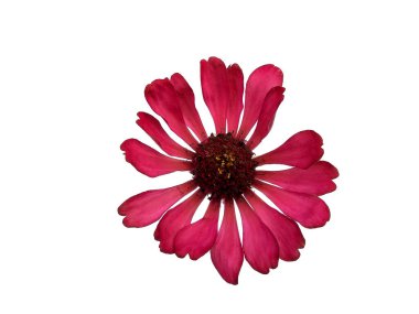 Zinnia çiçeği beyaz arka planda izole edilmiş. Çiçek çerçevesi ya da diğer süslemeler için pembe çiçek