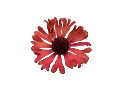 Zinnia çiçeği beyaz arka planda izole edilmiş. Çiçek çerçevesi ya da diğer süslemeler için pembe çiçek