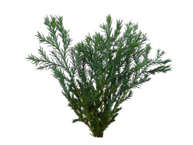 Beyaz arkaplanda yeşil yaprak izole edildi