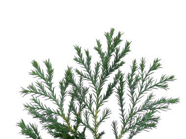 Beyaz arkaplanda yeşil yaprak izole edildi