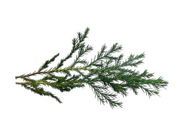 Beyaz arkaplanda yeşil yaprak izole edildi